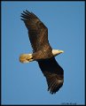 _2SB5788 american bald eagle